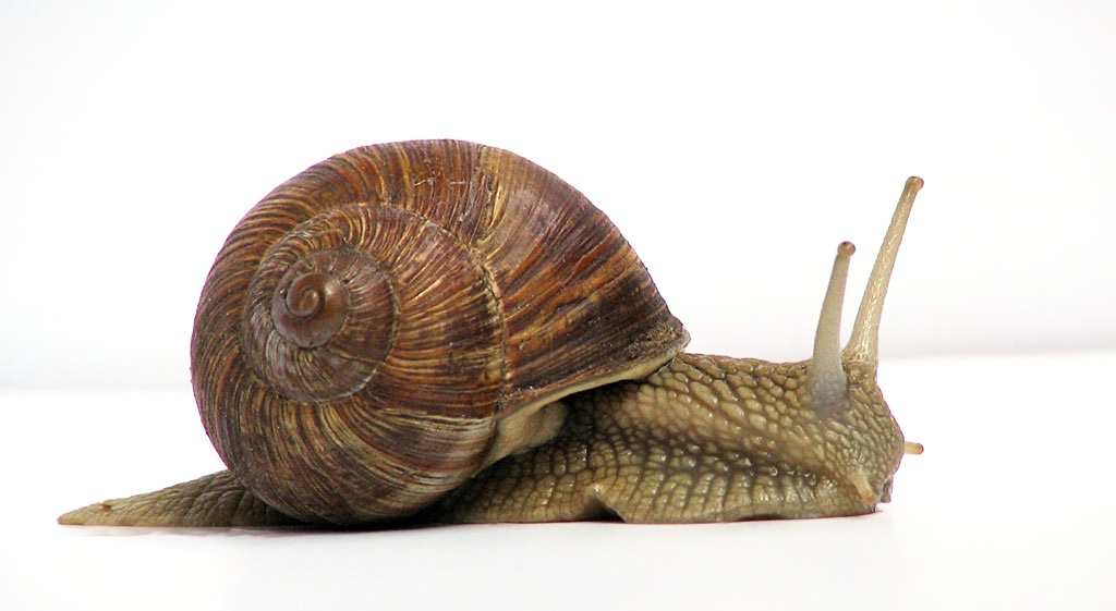 Image of a snail crawling along